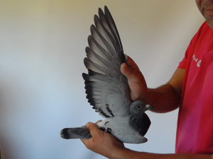 Pigeon image