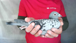 Pigeon image