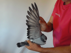 Pigeon image