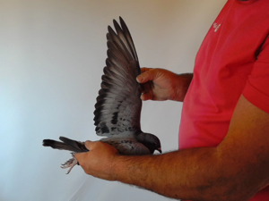 Pigeon image