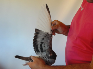 Pigeon image