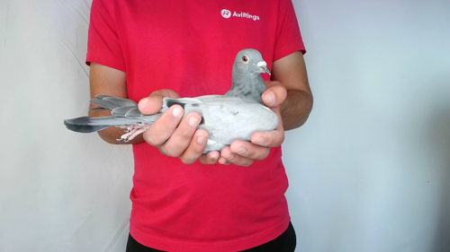 Pigeon image