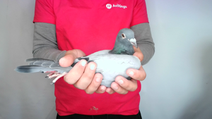 Pigeon image