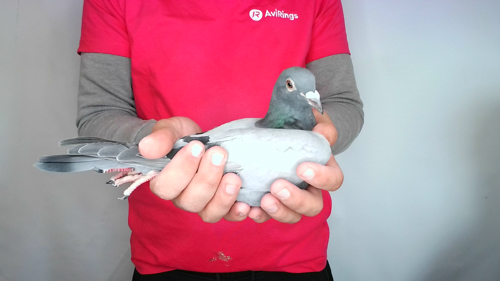 Pigeon image