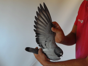 Pigeon image