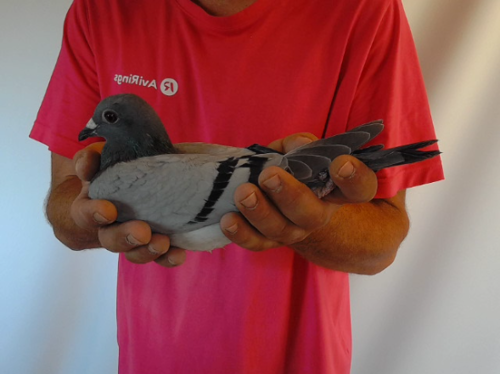 Pigeon image