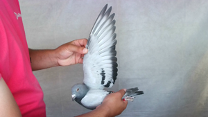 Pigeon image