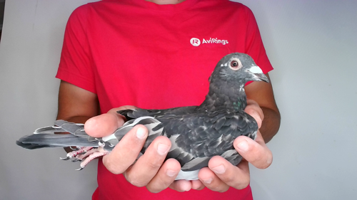 Pigeon image