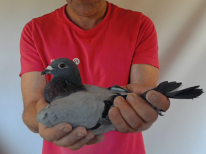 Pigeon image