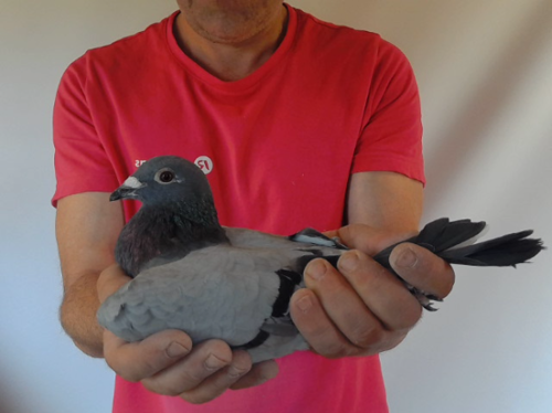 Pigeon image