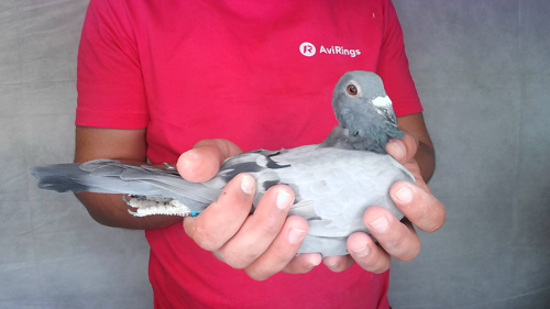 Pigeon image