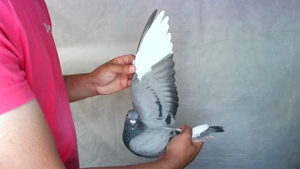 Pigeon image