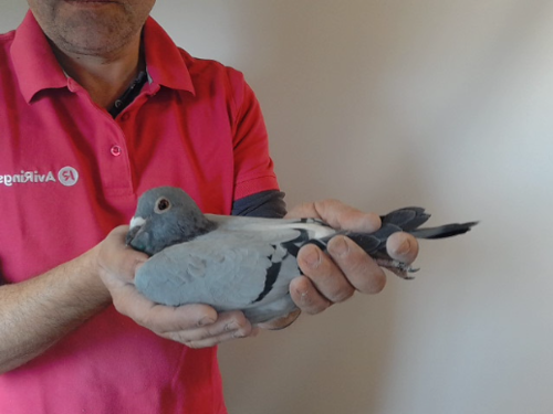 Pigeon image