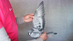 Pigeon image