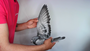 Pigeon image