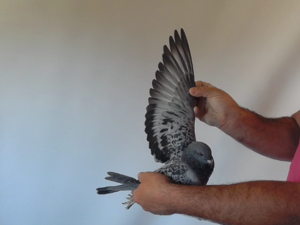 Pigeon image