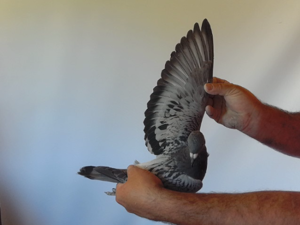 Pigeon image