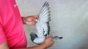 Pigeon image