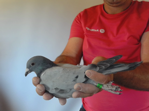 Pigeon image