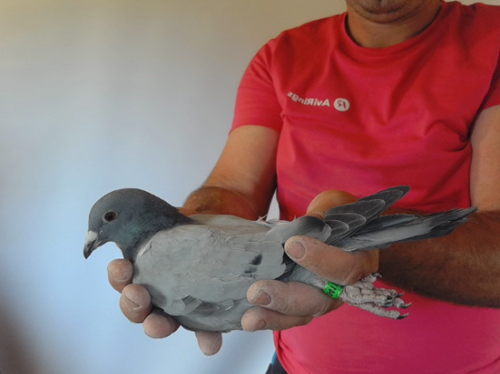 Pigeon image