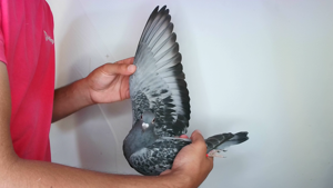 Pigeon image