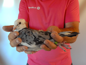 Pigeon image