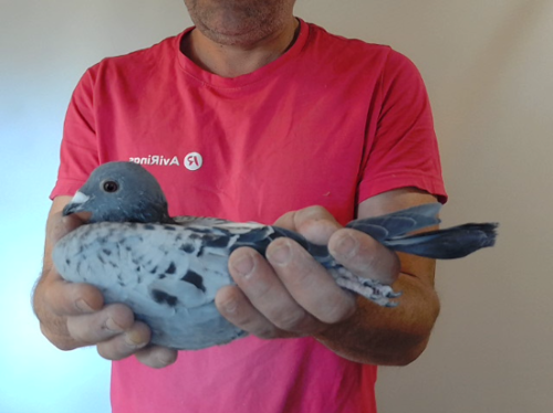 Pigeon image