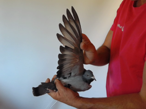 Pigeon image