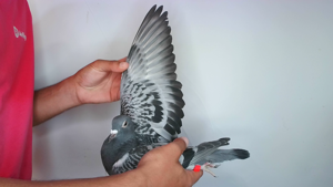Pigeon image