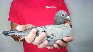 Pigeon image