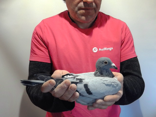 Pigeon image