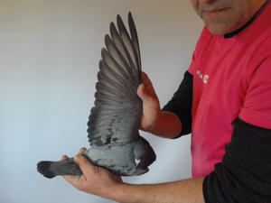 Pigeon image
