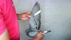Pigeon image