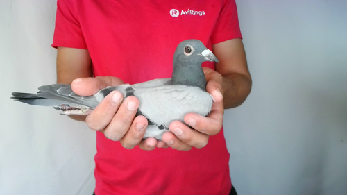 Pigeon image
