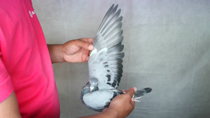 Pigeon image