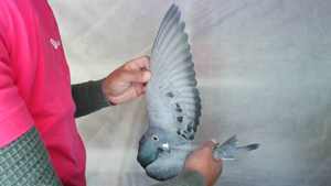 Pigeon image
