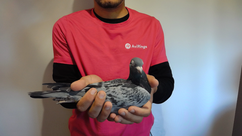 Pigeon image