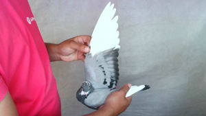 Pigeon image