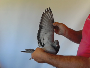 Pigeon image