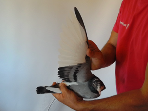 Pigeon image