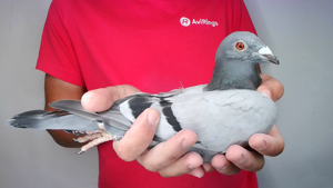 Pigeon image