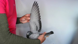 Pigeon image