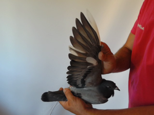 Pigeon image
