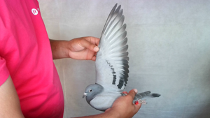 Pigeon image