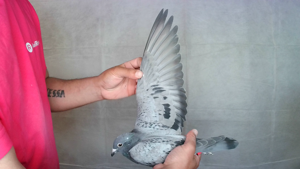 Pigeon image