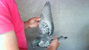 Pigeon image