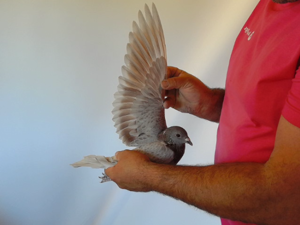 Pigeon image