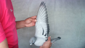 Pigeon image