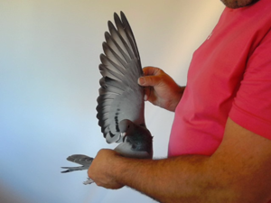 Pigeon image