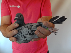 Pigeon image